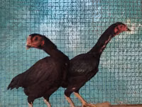 Chickens — फ़ोटो 1