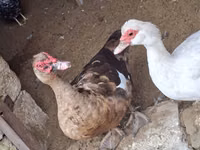 Ducks — الصورة 3