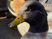 Ducks — 2-сурет