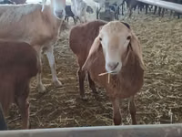 Widder, Arashan sheep — Foto 1