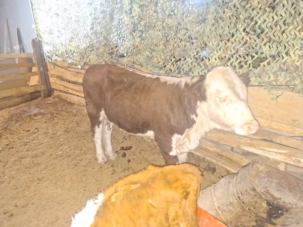 公牛, Simmental cattle — 哈萨克斯坦