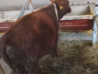 Toro, Ganado vacuno — foto 3