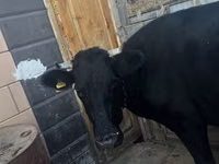 Cow, Latvian Blue cattle — photo 3
