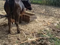 Vaca, Ganado vacuno — foto 6