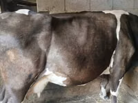 गाय, गोलस्टीन नस्ल — फ़ोटो 1