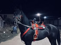 حصان, الخيول — الصورة 1