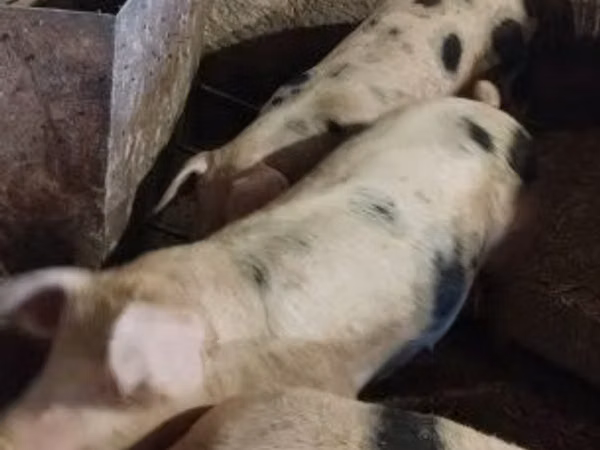 Eber, Schweine