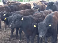 公牛, Aberdeen-Angus — 照片 4