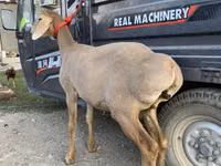 Schaf, Arashan sheep — Foto 3