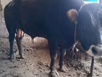 公牛, Aberdeen-Angus — 照片 1