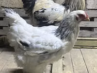 Brahma — Foto 2