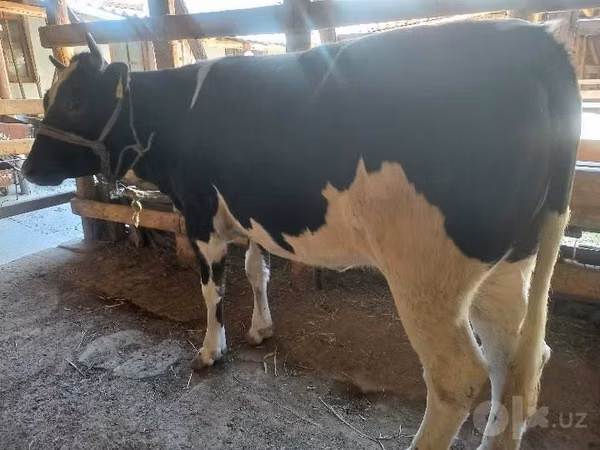 गाय, Russian Black pied cattle — उज़्बेकिस्तान