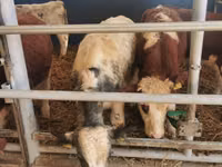 公牛, Simmental cattle — 照片 4