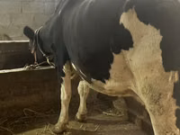 Kuh, Russian Black pied cattle — Foto 2