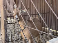 Ziege, Alpine goat — Foto 2