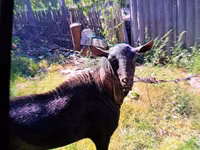 Cabro, Cabras — foto 2