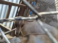 Ziegenbock, Alpine goat — Foto 6