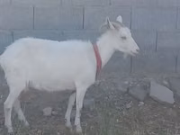 母山羊, Saanen goat — 照片 3