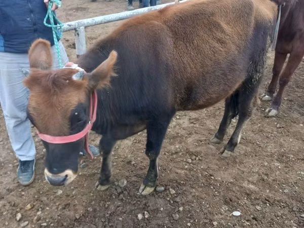 Kuh, Rinder — Usbekistan