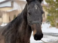 Stute, Akhal-Teke — Foto 5
