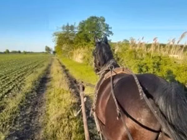 Hengst, Nonius horse
