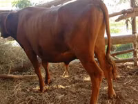 公牛, Cattle — 照片 2