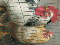 Chickens — Foto 1
