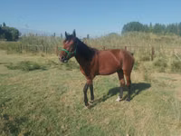 Hengst, French Trotter — Foto 3