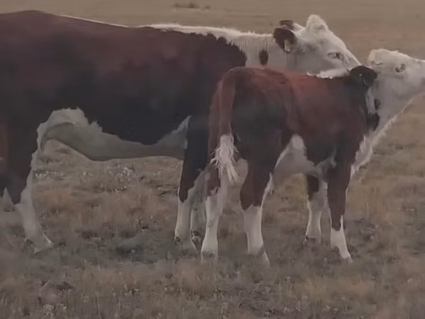 Kuh, Kasachische Weißkopfkuh