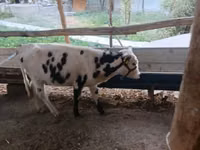 Rinder (Partie, Geschlecht nicht angegeben), Russian Black pied cattle — Foto 1
