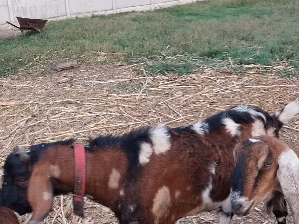 Taka, Nubian Goat