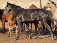 Hengst, Orlov Trotter — Foto 3