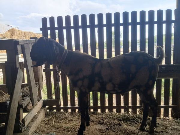تيس, Kamori goats
