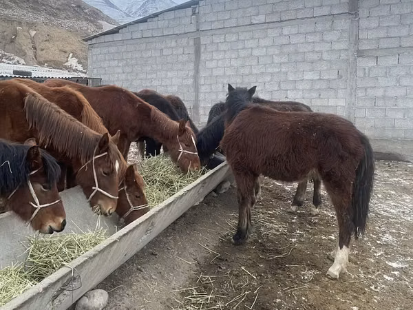 Horse (M), Horses
