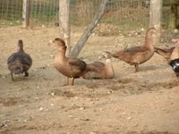 Ducks — Foto 6