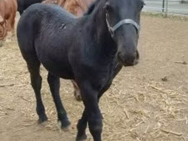 Hengst, Hungarian horse breed