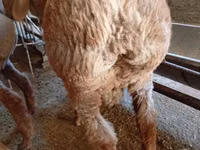 Widder, Arashan sheep — Foto 5
