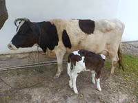 Kuh, Simmental cattle — Foto 1