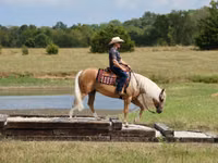 Айғыр, Quarter Horse — 3-сурет