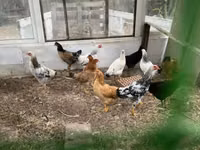 Chickens — Foto 2