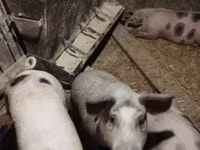 公猪, Pigs — 照片 7