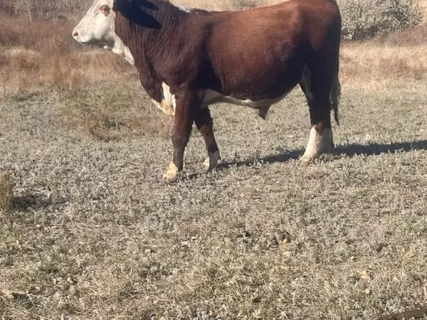 公牛, Simmental cattle — 哈萨克斯坦