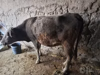 母牛, Cattle — 照片 2