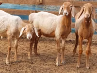 Қошқар, Arashan sheep — 4-сурет