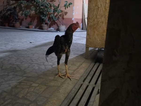 Chickens — Kirgisistan