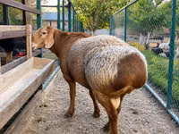 كبش, Arashan sheep — الصورة 1