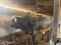 Bulle, Swiss cattle — Foto 2