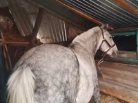 Yegua, Ukrainian Riding Horse — foto 2