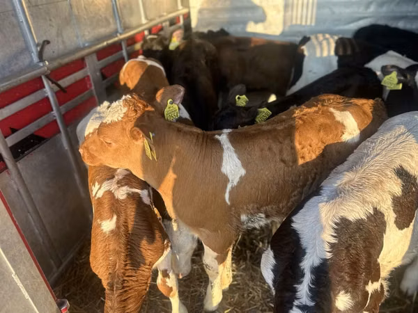 ІҚМ (топ, жынысы көрсетілмеген), Simmental cattle