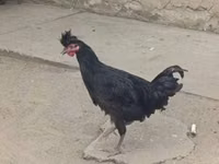 كوسوفو لونغ كروير — الصورة 2